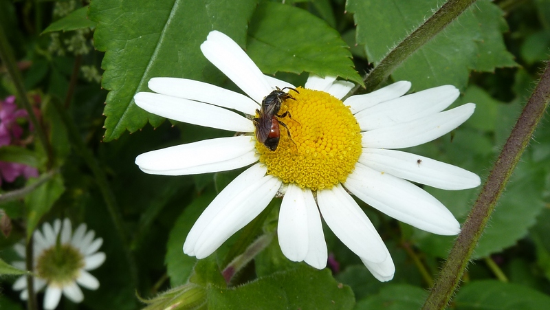 daisy2.JPG - 15
