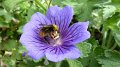 bee1