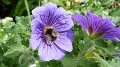 bee3