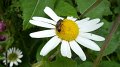 daisy2