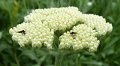flies