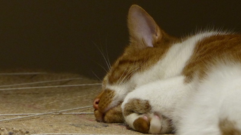 cats1.JPG