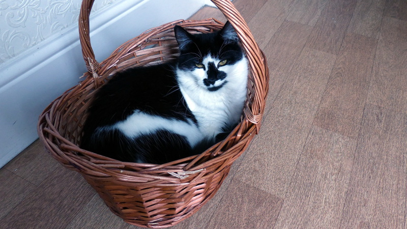 cats10.JPG