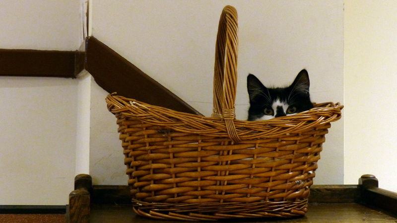 cats11.JPG