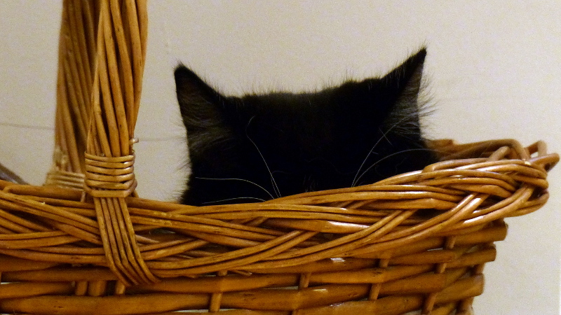 cats12.JPG