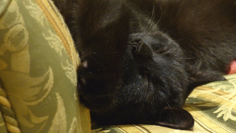 cats13.JPG