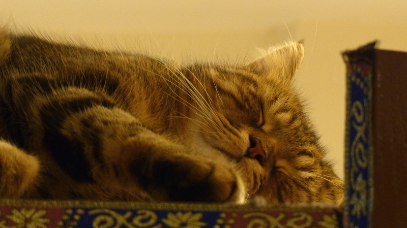 cats15.JPG