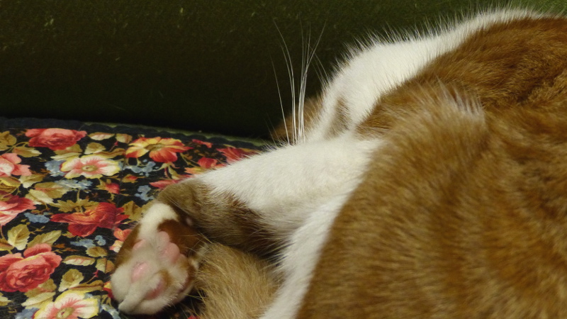 cats16.JPG