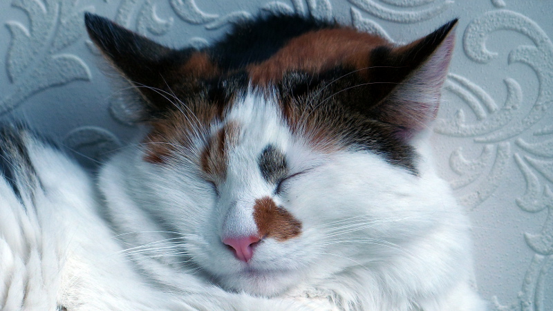cats17.JPG