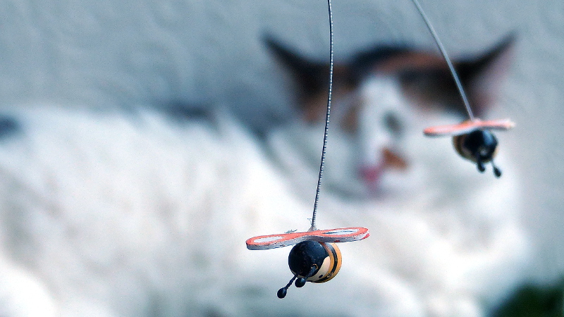 cats18.JPG