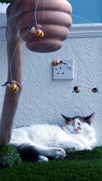 cats19.JPG