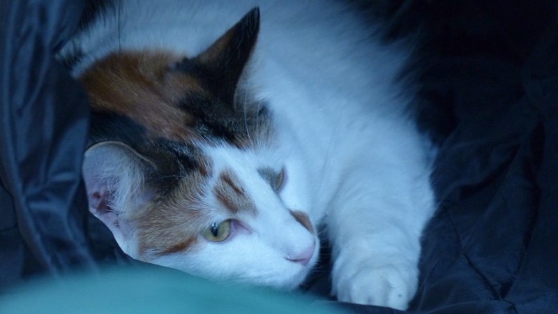cats2.JPG