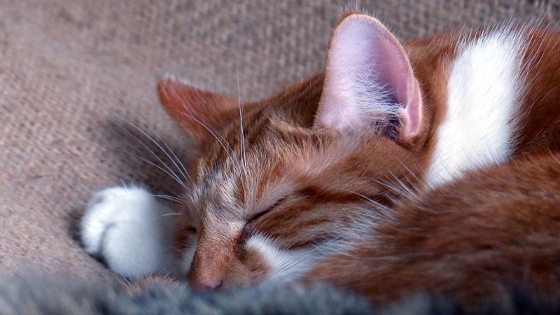 cats20.JPG