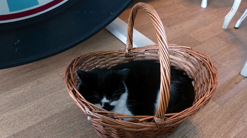 cats22.JPG