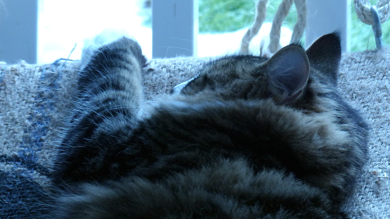 cats23.JPG