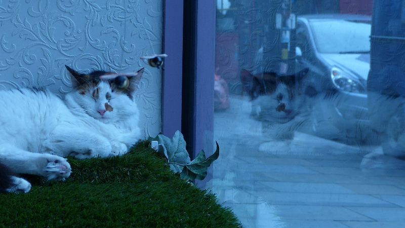 cats24.JPG