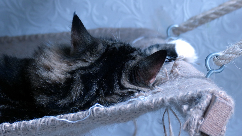 cats25.JPG