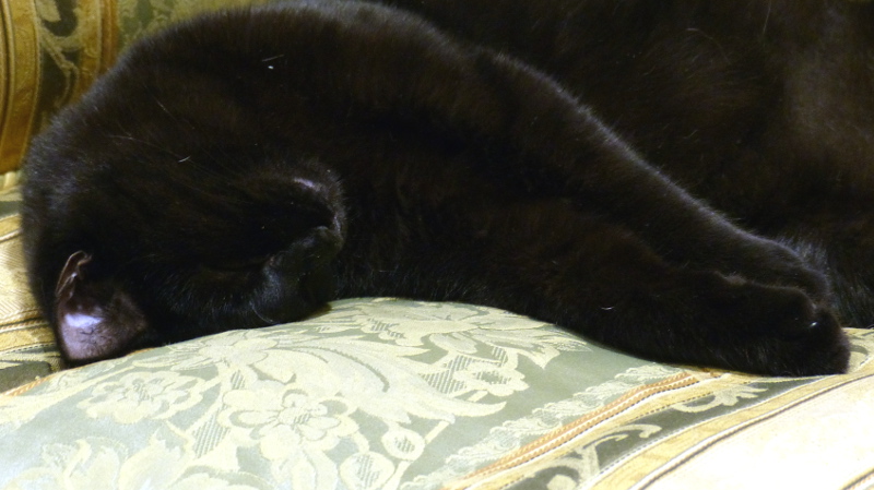 cats27.JPG