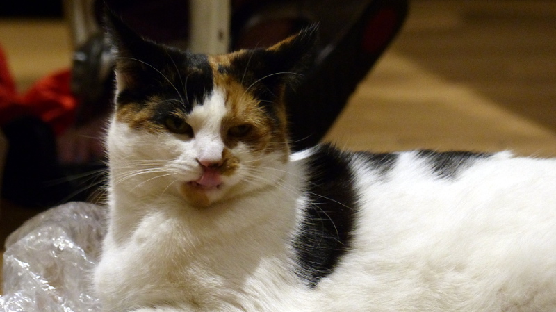 cats28.JPG