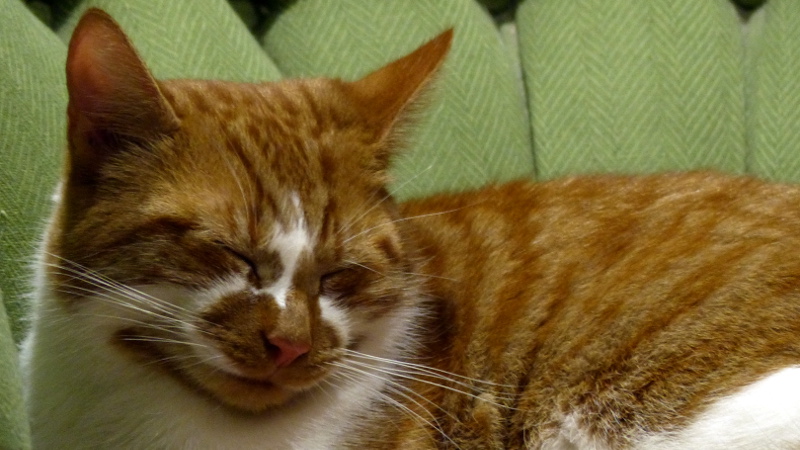 cats29.JPG