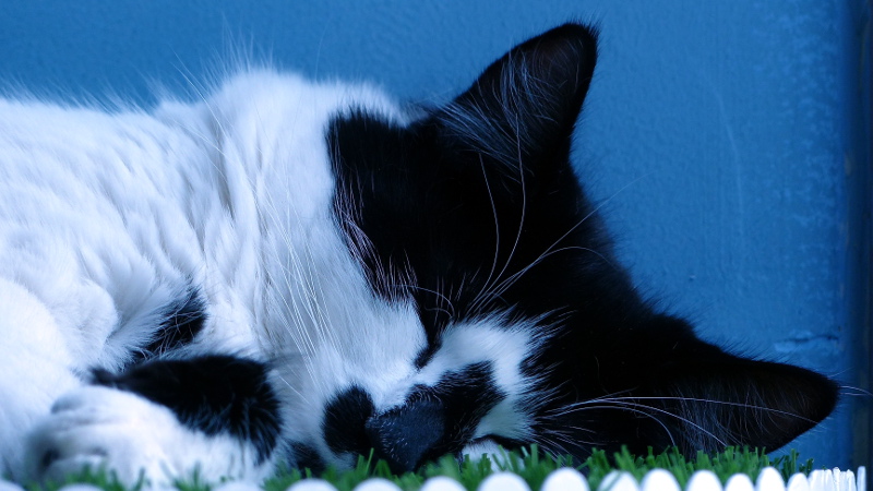 cats3.JPG