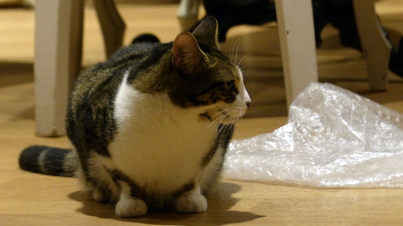 cats32.JPG