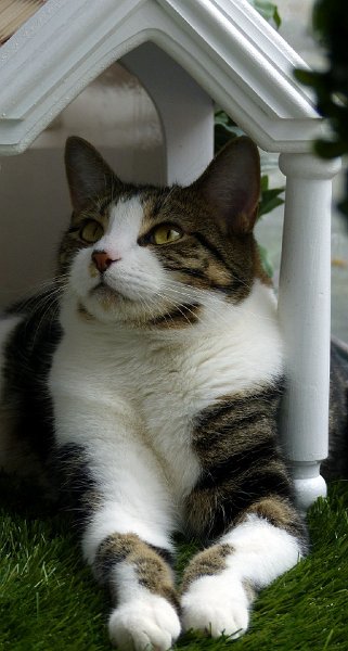 cats34.JPG