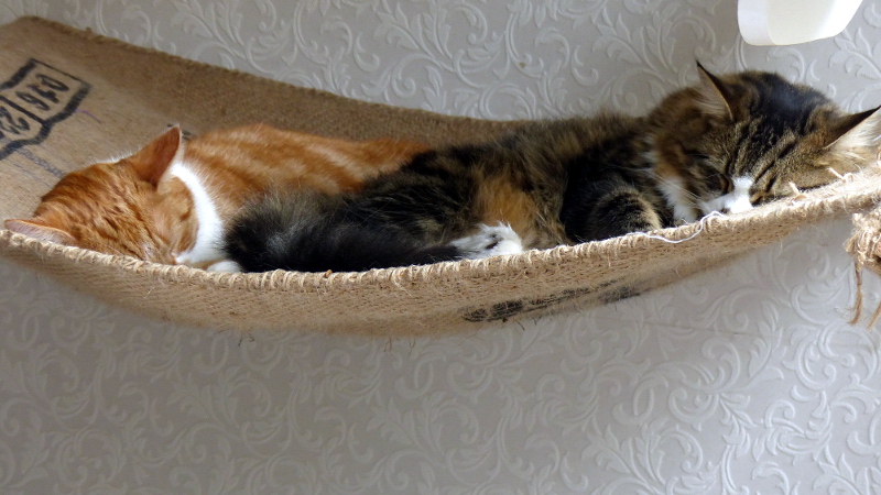 cats36.JPG