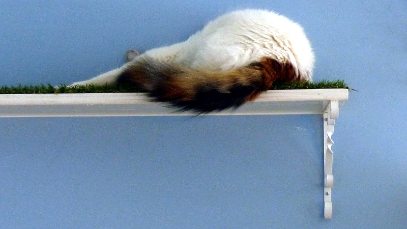 cats37.JPG
