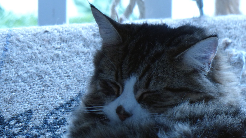 cats4.JPG