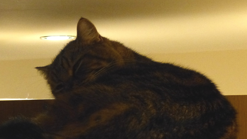 cats40.JPG