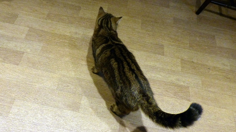 cats41.JPG