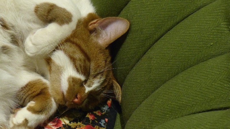 cats42.JPG