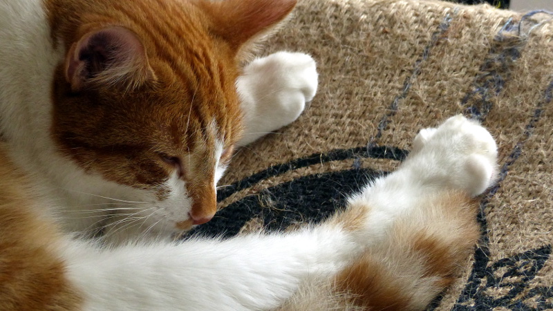 cats44.JPG