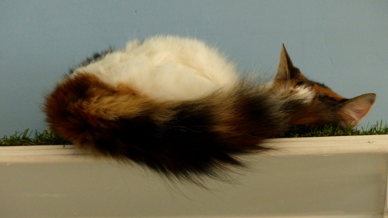 cats46.JPG