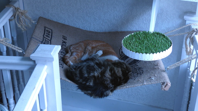 cats5.JPG
