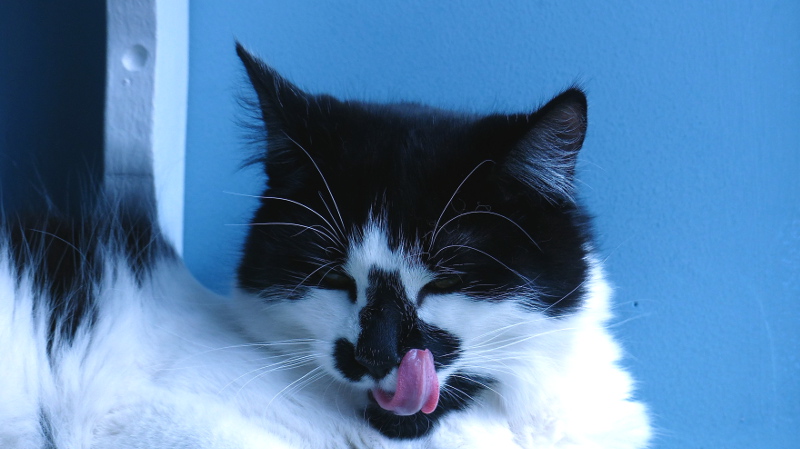 cats7.JPG