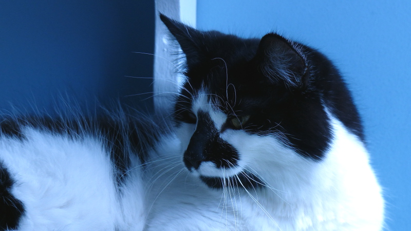 cats8.JPG
