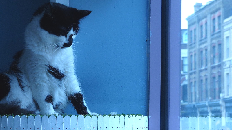 cats9.JPG