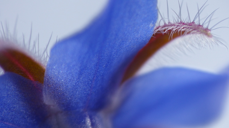 borage2.JPG