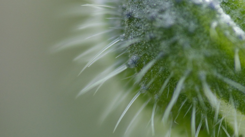 borage3.JPG