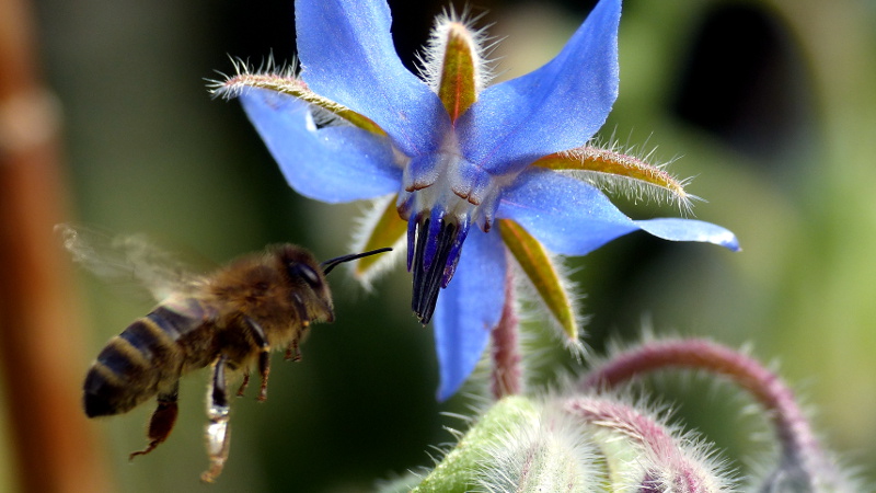 borage5.JPG
