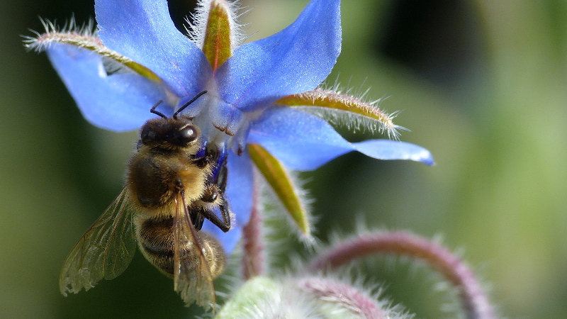 borage6.JPG