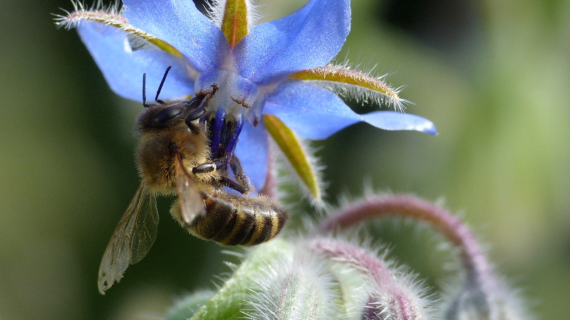 borage7.JPG