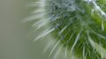 borage3