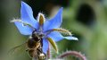 borage4