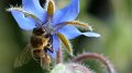 borage6