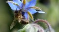 borage7