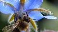 borage8