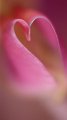 macro